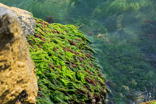 Seaweed on a rock in the sea. The sea water is clear.