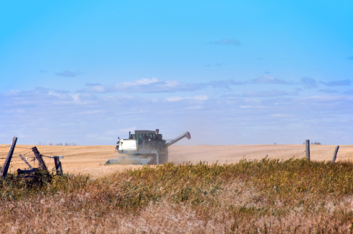 A man on a swather wheat plants in preparation for combining, or seed removal.