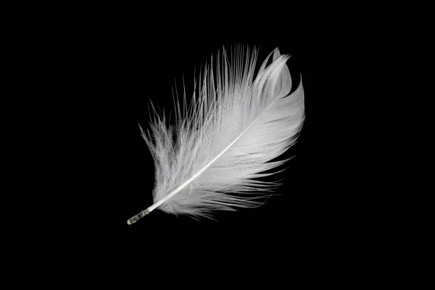 istock white duck feathers isolated on black background 1339796191
