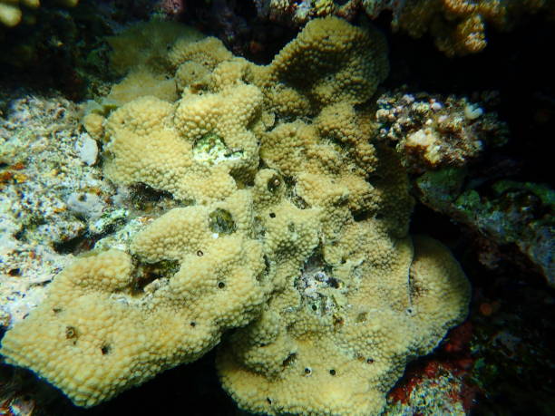 istock Small knob coral (Plesiastrea versipora) undersea, Red Sea, Egypt 1339796368