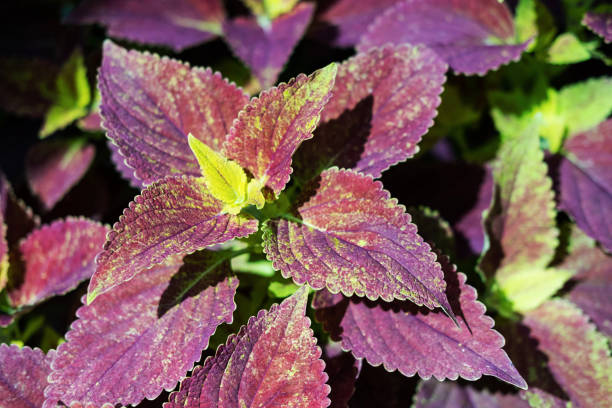 Alabama sunset coleus plant with red and yellow leaves,  close-up. Plectranthus or Solenostemon scutellarioides plant, selective focus. Alabama sunset coleus plant with red and yellow leaves,  close-up. Plectranthus or Solenostemon scutellarioides plant, selective focus. coleus plant plectranthus scutellarioides close up stock pictures, royalty-free photos & images