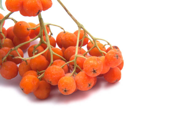 istock bright healthy rowan isolated on the white 1339797515