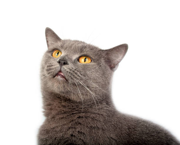istock Pretty fluffy blue gray british cat isolated on the white 1339799006
