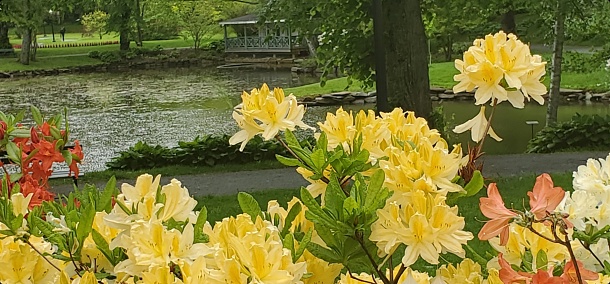 Yellow and orange rhododendrons along river