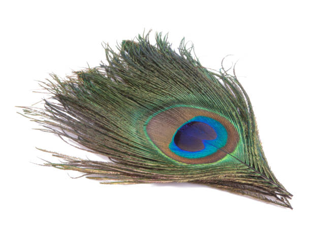istock Elegant colorful peacock bird feather isolated on the white 1339799880