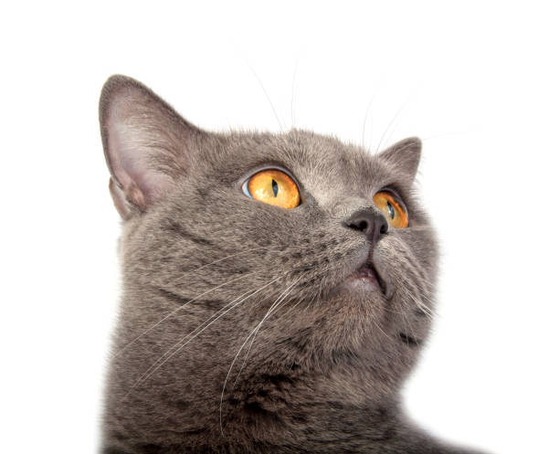 istock Pretty fluffy blue gray british cat isolated on the white 1339800323