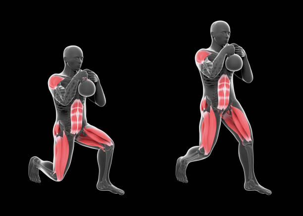 ilustracja 3d statycznego lonży kettlebell globet - crouching exercising anatomy human muscle zdjęcia i obrazy z banku zdjęć