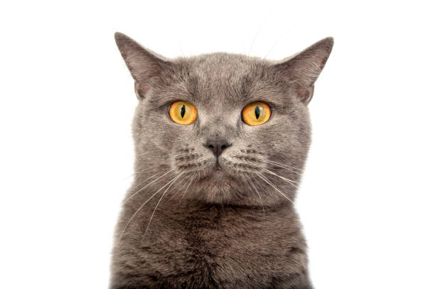 istock Pretty fluffy blue gray british cat isolated on the white 1339802091