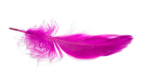 istock Fluffy bird feather violet color in studio isolated on the white 1339802282