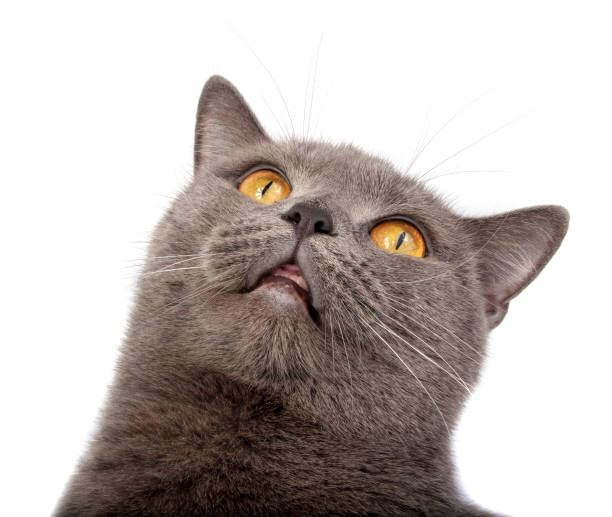 istock Pretty fluffy blue gray british cat isolated on the white 1339802286
