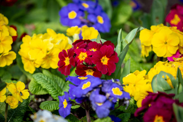 Primula Polyantha in Bloom on a Spring Day Colourful Polyanthus in Springtime, with a Shallow Depth of Field primula stock pictures, royalty-free photos & images