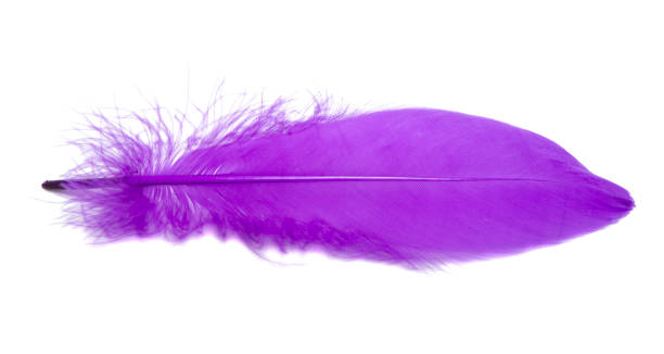 istock Fluffy bird feather violet color in studio isolated on the white 1339802558