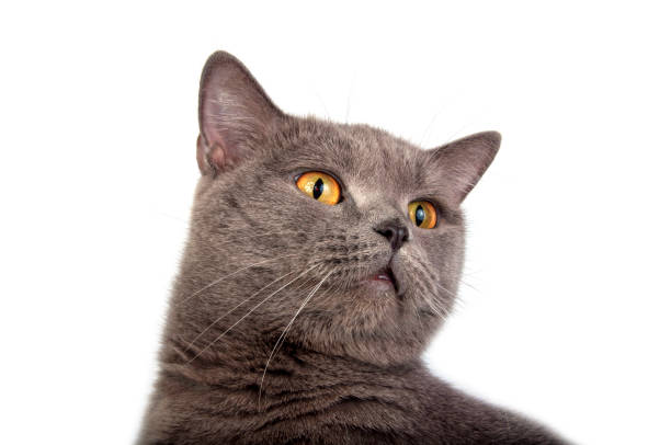 istock Pretty fluffy blue gray british cat isolated on the white 1339802688