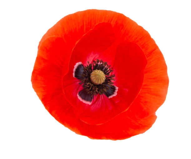 istock Red poppy flower blossom bright isolated on the white 1339803328