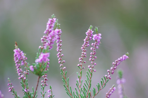 Close-up of flowers of the common heather, Erica cinerea, Veluwe, the Netherlands