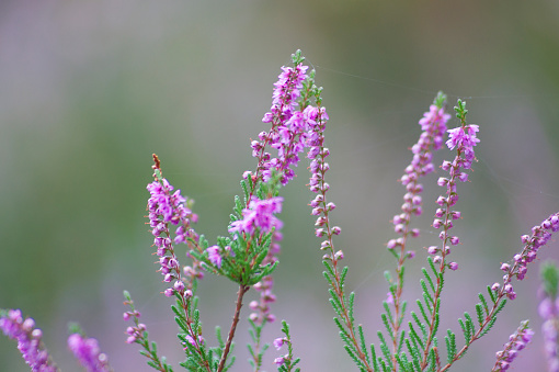 Close-up of flowers of the common heather, Erica cinerea, Veluwe, the Netherlands