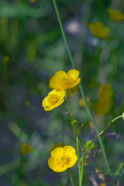 istock Yellow wild flower on a blurred green background. 1339804543