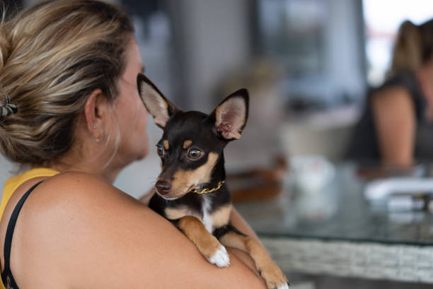 visão traseira da mulher sentada na sala com cachorro chihuahua na mão - chihuahua stroking pets human hand - fotografias e filmes do acervo