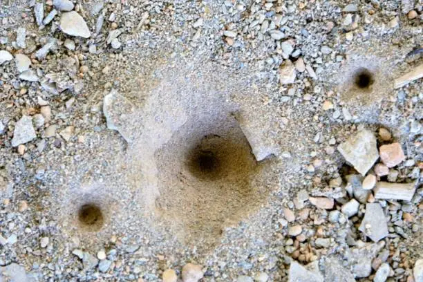 Sand pit trap of an antlion