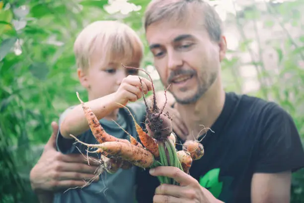 Lifestyle photo family picking seasonal vegetables carrots and beetroots from local garden. Father and son harvesting crops together. Sustainable living, permaculture, homesteading.