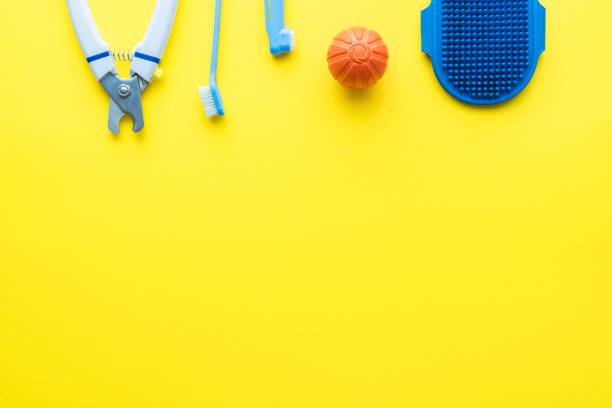 istock Accessories for nail clipping, teeth cleaning and dog breeding. Flat lay, top view. Space for text. 1339805865