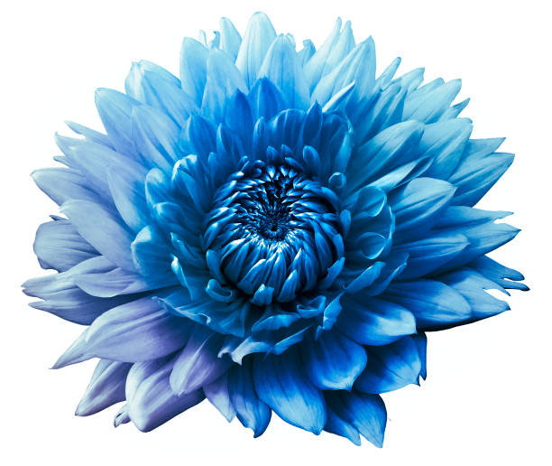 bunte blume blaue dahlie. isoliert auf weißem hintergrund. close-up. ohne schatten. für das design. - daisy family close up cut flowers cut out stock-fotos und bilder