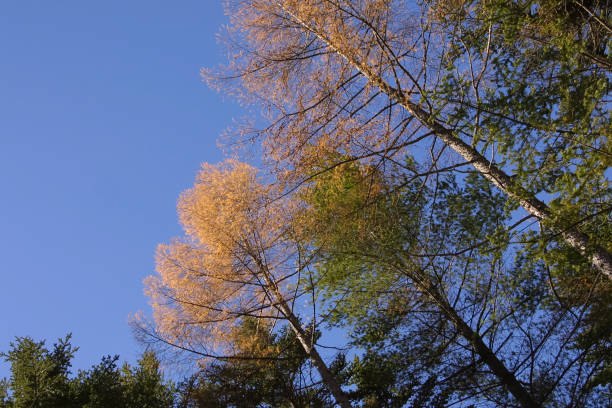 leaves changing color Blue sky and yellow-leaved larch larix kaempferi stock pictures, royalty-free photos & images