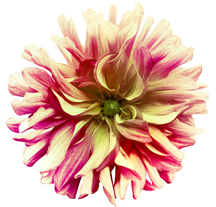 Yellow-red dahlia   flower  on white isolated background with clipping path. Closeup. For design. Nature.