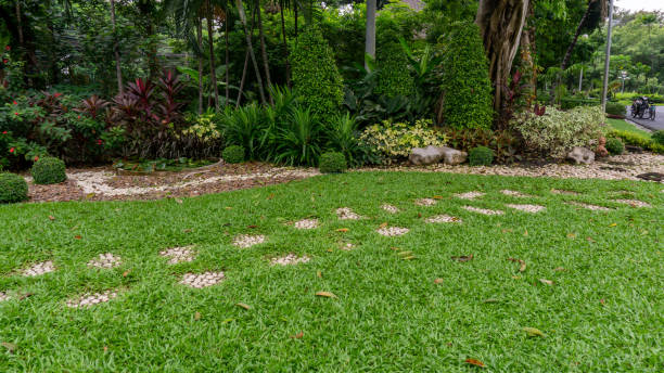 istock Green grass lawn in garden with random pattern of concrete stepping pavement walkway, Flowering plant, shrub , trees on backyard and front yard  with good care landscaped in a public park 1339808177
