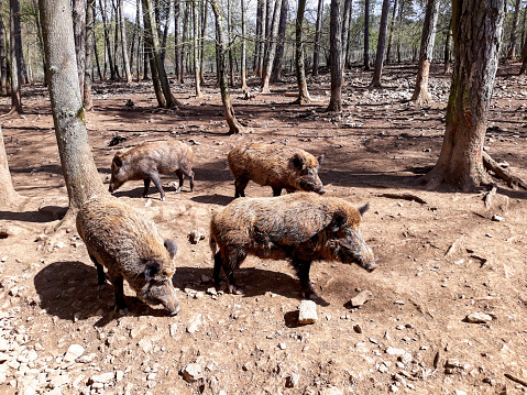 four wild boars exploring a forest where the soil is completely free of vegetation