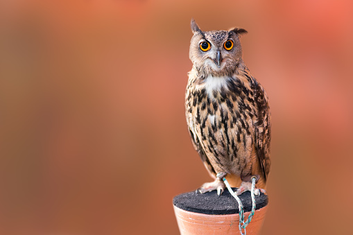 Close up owl pet standing and looking to the camera with blur brown background