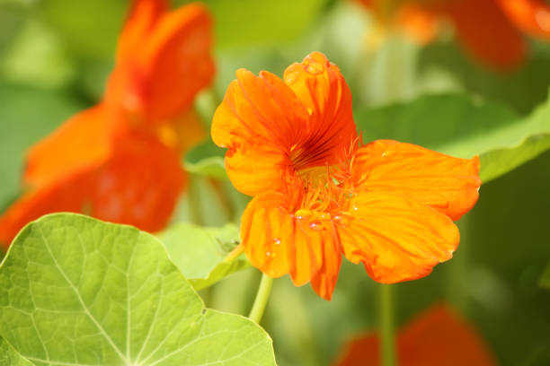 istock Beautiful flowers of nasturtiums. 1339809542