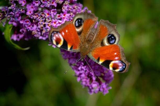 istock One Peacock butterfly of a buddleia plant 1339810571