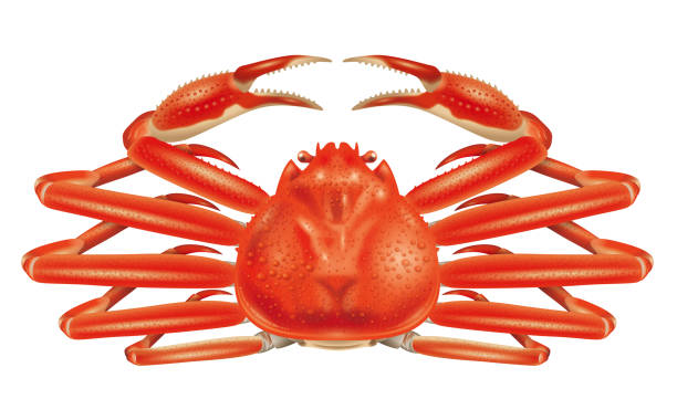 눈 게의 3d 그림. 흰색 배경입니다. - computer icon symbol sea life prepared crab stock illustrations