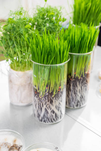 istock Germination and energy analysis of plants on table in laboratory 1339811400