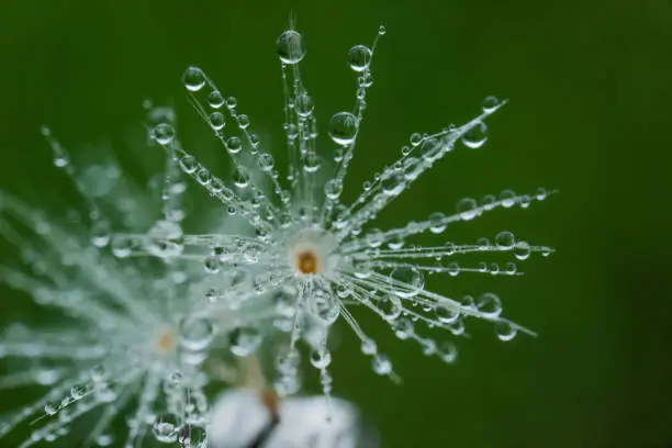 beautiful dandelionseed and dewdrop, taken at shimizu japan