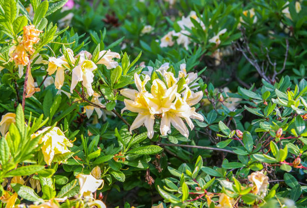 istock Beautiful Rhododendron plants in bloom in spring park. 1339812281