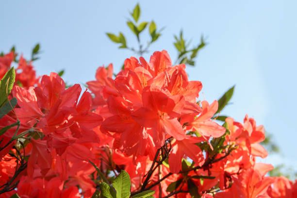 Beautiful Rhododendron plants in bloom in spring park.