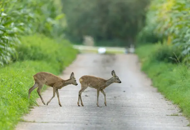 Two young roe deers (Capreolus capreolus) walking on a dirt road.