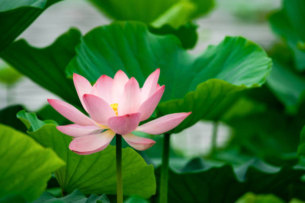 istock Pink lotus close-up 1339813444