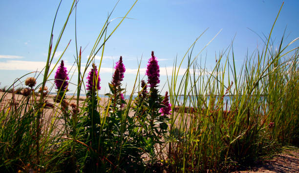 istock Flower on the beach 1339813782