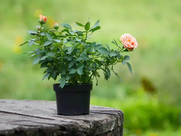 Photo of Beautiful rose flower