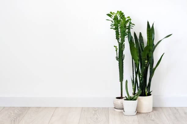 Potted succulents (Euphorbia trigona, Huernia and Sansevieria) Potted succulents (Euphorbia trigona, Huernia and Sansevieria) staying on the floor on white wall background. Copy space euphorbiaceae stock pictures, royalty-free photos & images