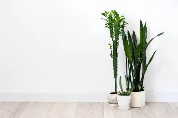 Potted succulents (Euphorbia trigona, Huernia and Sansevieria) staying on the floor on white wall background. Copy space