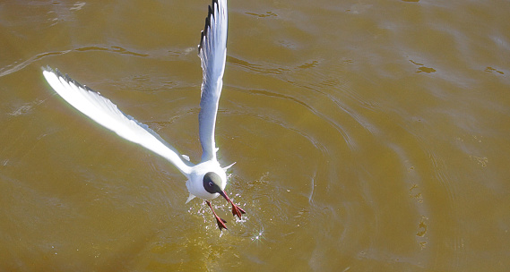 Seagull fly over water with sun glare.
