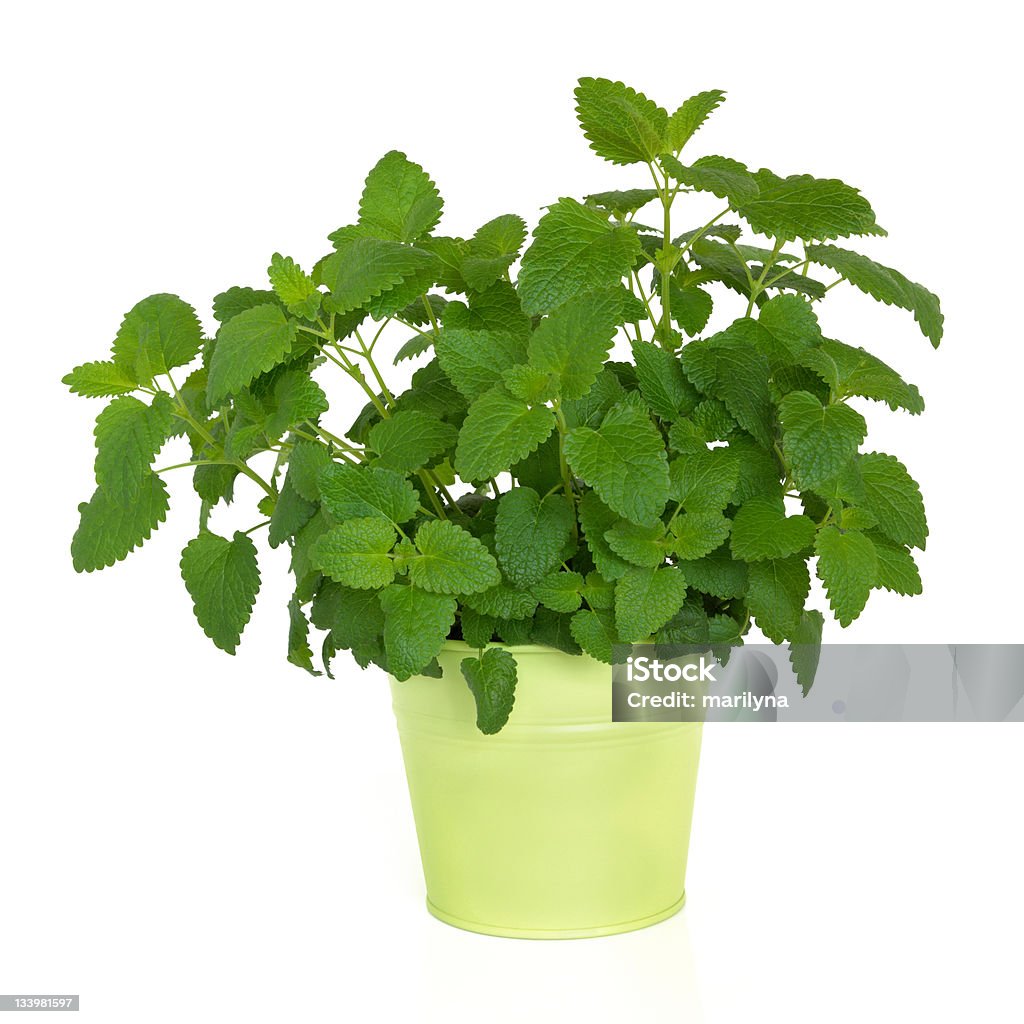 Lemon Balm Herb Lemon balm herb plant in a green metal pot over white background. Melissa officinalis. Alternative remedy as a repellent for mosquitoes. Alternative Medicine Stock Photo