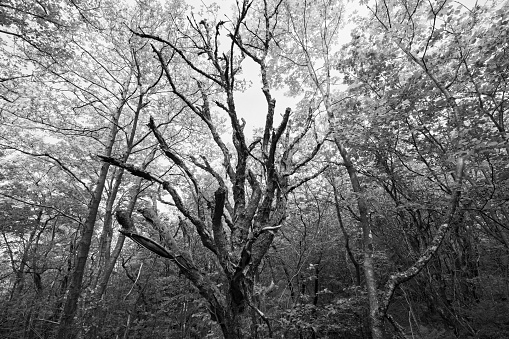 A black and white photo of several trees standing tall in an open field, their branches reaching towards the sky. The contrast between the light and dark tones emphasizes the twisted shapes of the trunks and the intricate patterns of the bare branches.
