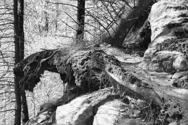 A large fallen tree (spruce tree, Christmas tree, Norway spruce) with exposed roots (that used to cling to the rocky ground) is blocking a narrow and steep mountain hiking trail in the forest after a storm in spring or early summer.