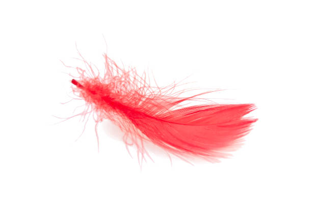 istock Elegant red feather isolated on the white 1339816661