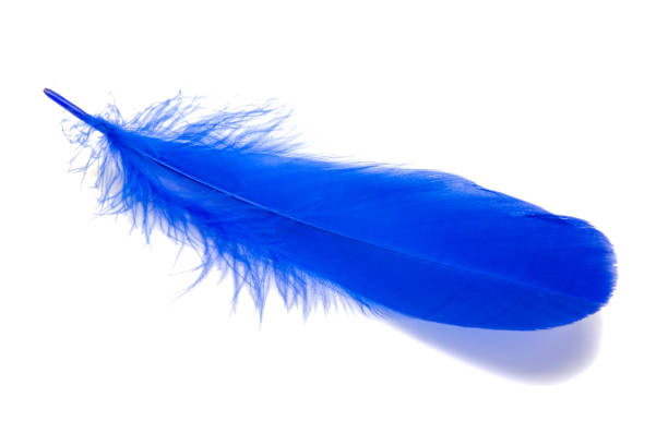 istock Blue fluffy feather isolated on the white 1339816737